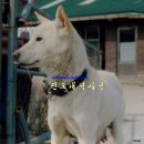 뽀순이