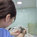 고려정형외과 앞 횡단보도 | 고양이 다리절뚝? 정형외과 전문 동물병원이 직접 설명드리겠습니다.