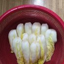 봄에 담근 백김치가 맛이 있으려나요!!.. 이미지