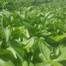 산마늘펜션 이미지