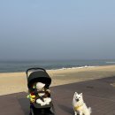 그린에버 | 줄즈 에어2 휴대용 유모차 포레스트그린 /내돈내산/ 바닷가 모래밭 에버랜드 9개월아기 실사용 후기