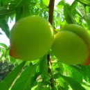 무지개농원 이미지