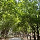 양재시민의숲 공원 테니스장 이미지