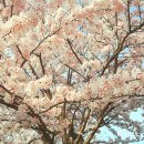 대산로211번길 | 🌼 4월 가볼만한곳 이천 산수유축제 &amp; 벚꽃축제 총정리 (2026 최신)