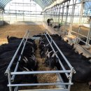 에코원흑염소 이미지