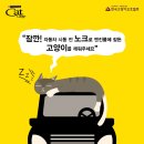 한국반려묘협회