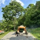 금성애견 이미지