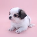 예산-48 | 예산강아지 장모치와와 분양, 대전 동양 애견에서 만난 소중한 인연