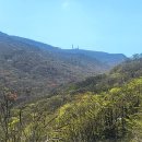 노고단-3 | 노고단 털진달래(5.2)
