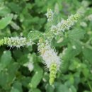 이상한 나라의 밀가루 공장 이미지