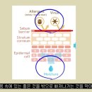세안의원 네이버블로그