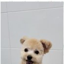 멍멍살롱 이미지