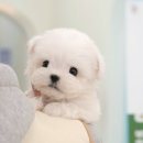 영덕사랑동물병원 | 직접 분양해보니 최고였던 영덕강아지분양 미유펫 대구점 솔직 후기