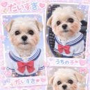 미견미묘 이미지