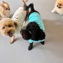 멜리애견유치원 이미지