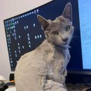 반려동물 셀프미용 이미지