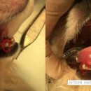 앞선동물병원 이미지