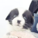 부산 강아지분양 도로시펫 이미지