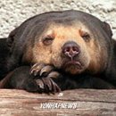 흑곰이다 이미지