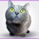 온 동물의료센터 이미지