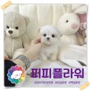 강아지분양 애견분양 퍼피플라워 중랑점 이미지