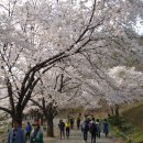 4.11(일)/전주 한옥마을&마이산 벚꽃여행 신청하세요. 이미지