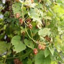 홉 호프 이미지