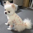 클레망 | 오르르 클레망 반려동물 프리미엄 강아지 실내복 착용 후기
