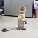 [고양이옷만들기]고양이옷 맞춤 후기