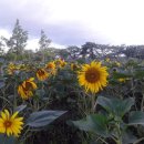 sun바라기