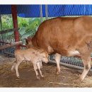 대사로(길안면) 이미지