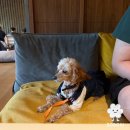 소노펫 보딩 | 홍천 애견동반 숙소 소노펫 리조트 후기🐾 워터파크 이용