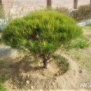 입석초교 이미지