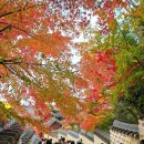 길 위에서 만나는 세계 문화 | 부산 단풍 명소 금정산 범어사의 만추 단풍 은행나무 포토존 주차정보