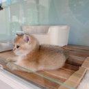 대전고양이분양 루나캣 이미지