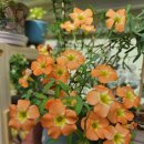 라운디드 이미지