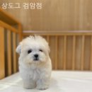 상도그 검암점 네이버블로그