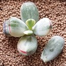 오비네다육 | # 반려 식물 _ 방울 복랑금 키우는 방법 후기 일지 기록