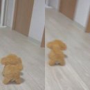 견생공감 이미지