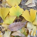 채송화어린이공원 이미지