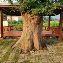 화시래 경로당 티스토리