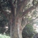 영평조록나무 이미지