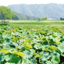 서오지리연꽃마을 이미지
