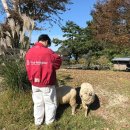 굴레목장 | 제주여행, 당근에 미친 양들과 보더콜리가 있는 제주양떼목장 내돈내산 후기