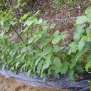 복합농장 이미지