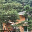 잣나무솔향기 이미지