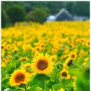 8/9(일)거대한 황금빛 바다 구바우해바라기축제와 산양목장 용연동굴여행 이미지