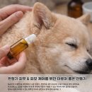 이웅종 반려동물 힐링센터 | [출강후기] 제23회 대구펫쇼 / 반려동물 아로마 클래스 진행 후기