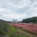 상리 | 부산 기장 일광 가을 나들이 / 부산 핑크뮬리 : 기장 상리마을 방문 후기(2025. 10. 26. 상태)