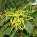 일랑일랑 (ilang ilang, ylang-ylang) 이미지